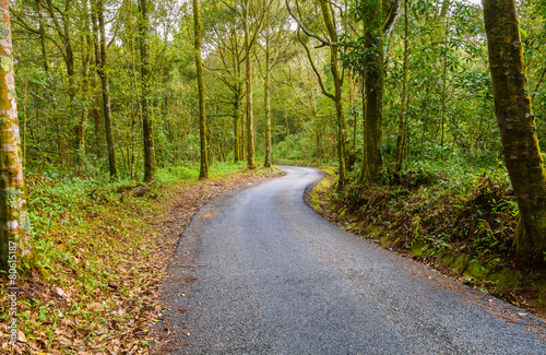 forest road