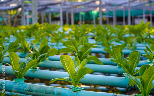 hydroponic farm photo