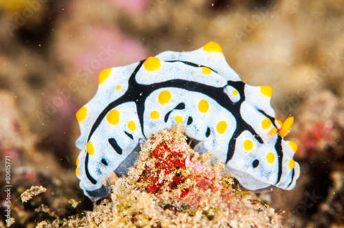 nudibranch bunaken sulawesi indonesia underwater photo