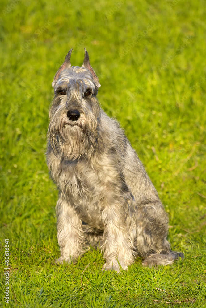 Grey standart schnauzer sitting in green grass