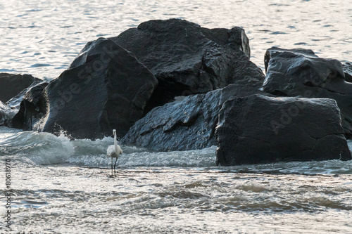 White Bird photo