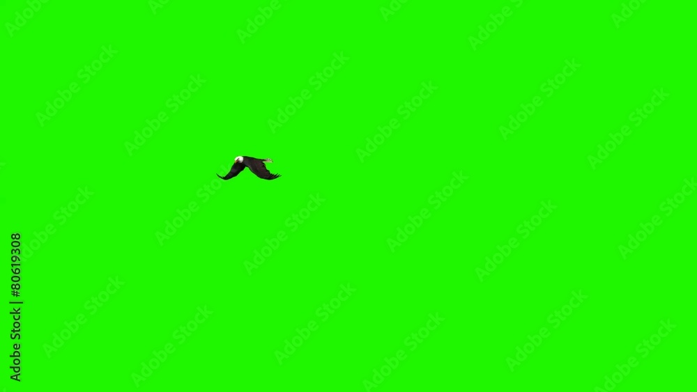 eagle flies circles - green screen eagle flies circles - green screen