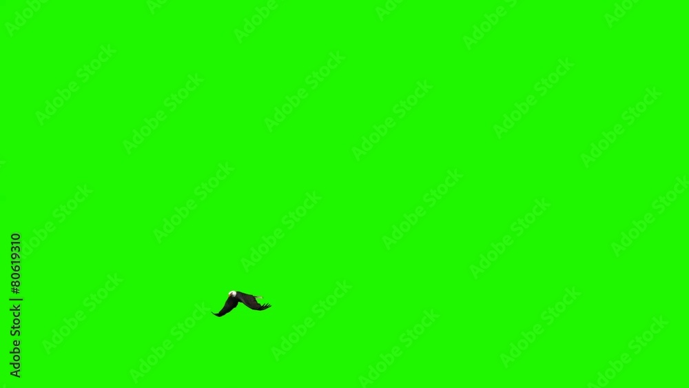 eagle flies circles - green screen eagle flies circles - green screen