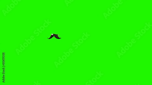 eagle flies circles - green screen 