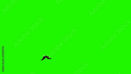eagle flies circles - green screen 