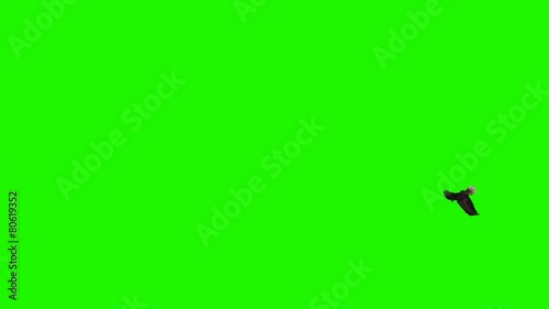 eagle flies circles - green screen 