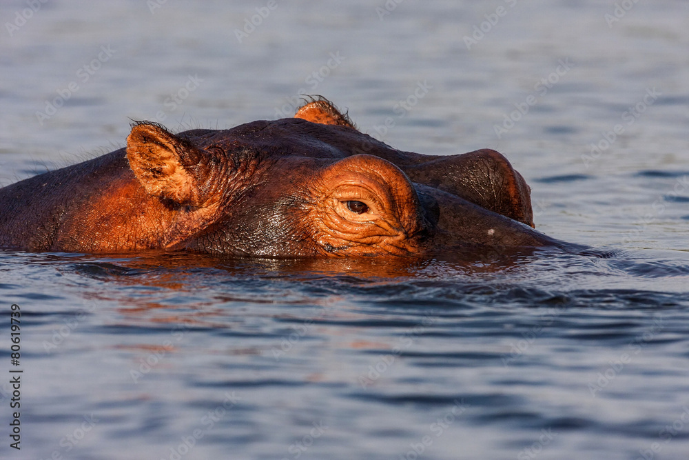 Fototapeta premium Portrait Hippopotamus, Chobe National Park, Botswana