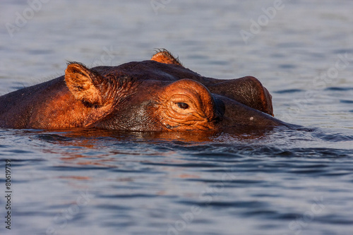 Portrait Hippopotamus,  Chobe National Park, Botswana