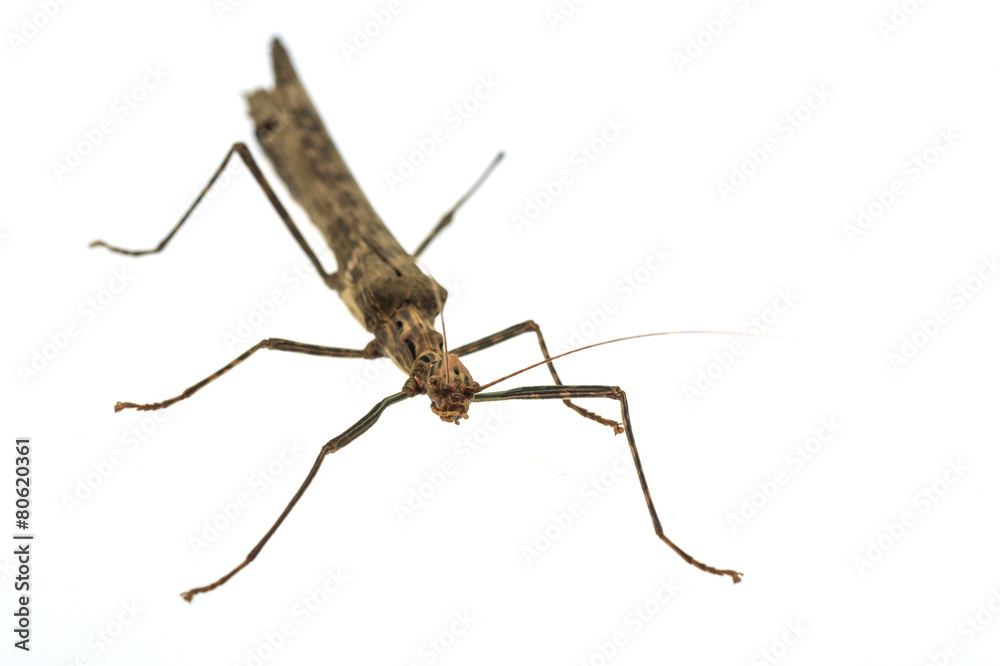 Big brown grasshopper on white background Big brown grasshopper on white background