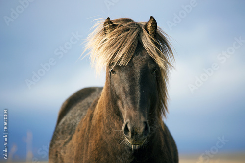 Icelandic horse portrait in the field