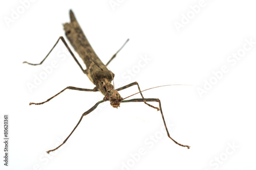 Big brown grasshopper on white background