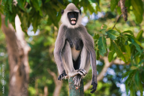 monkey