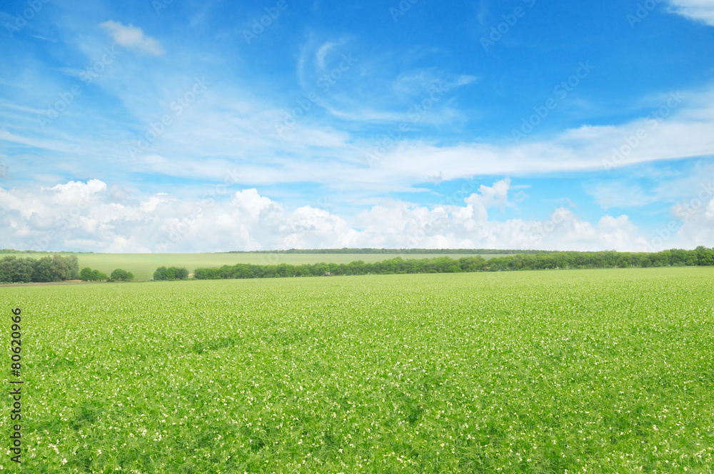 green field and blue sky with light clouds green field and blue sky with light clouds