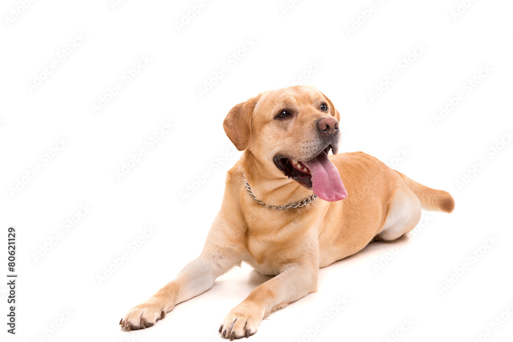 Labrador Labrador