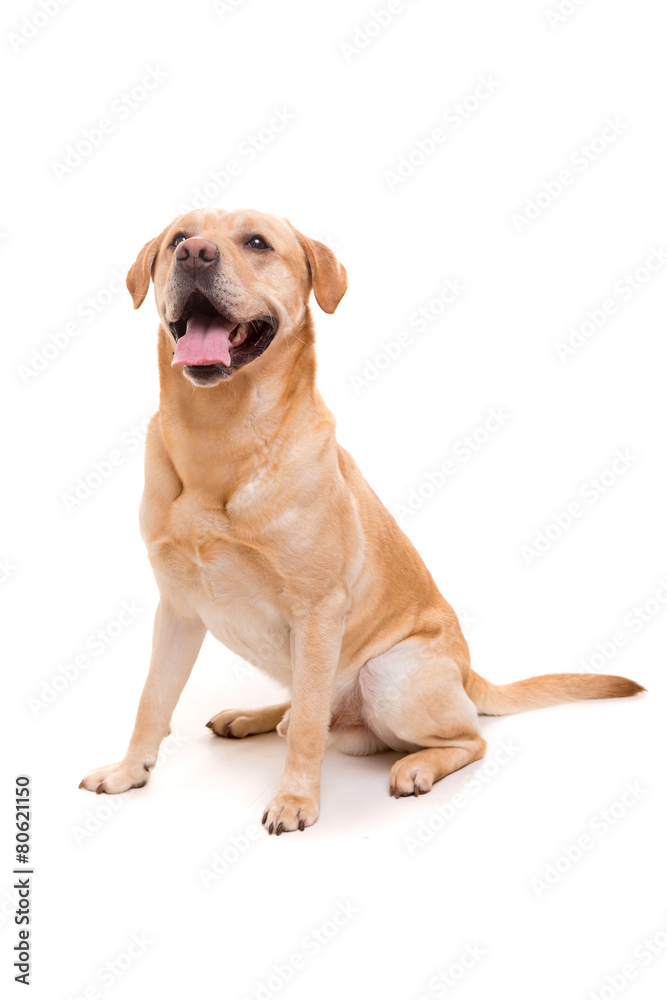 Labrador