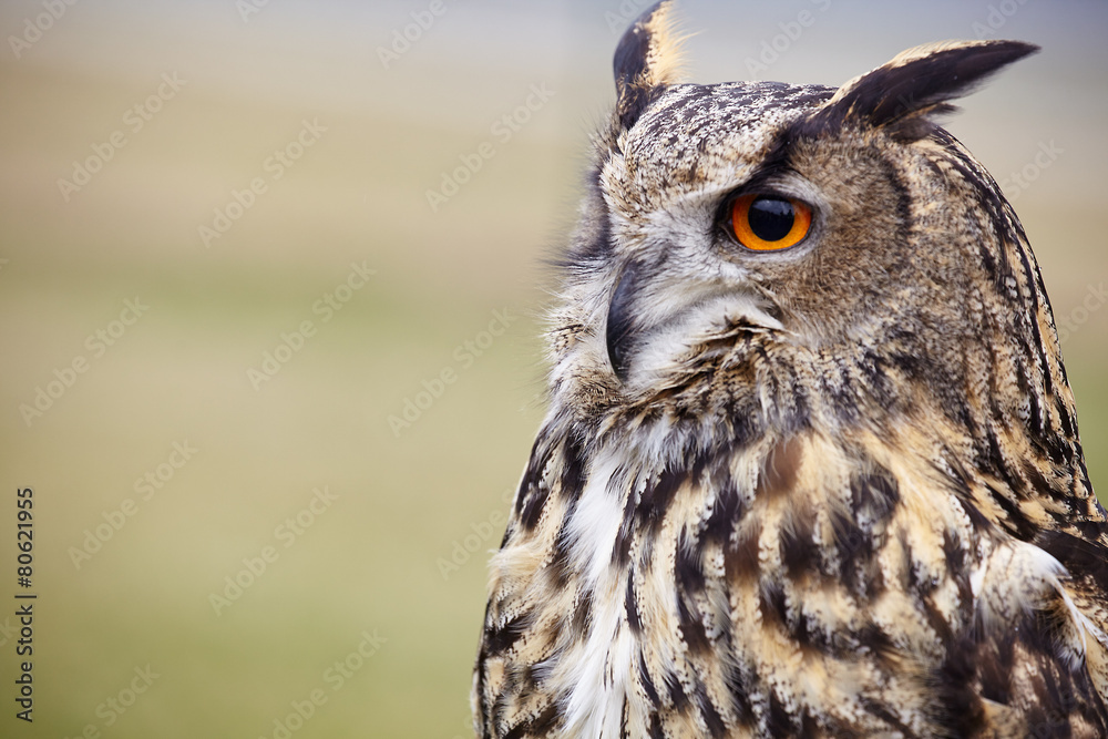 Naklejka premium Eagle Owl/An eagle owl
