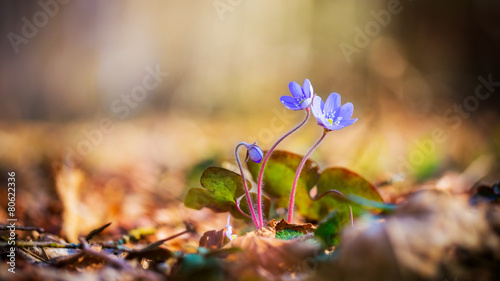 Liverwort Flower photo