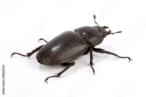 Female Stag Beetle