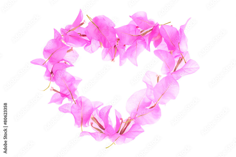 Bougainvillea flowers heart shape isolated on white background