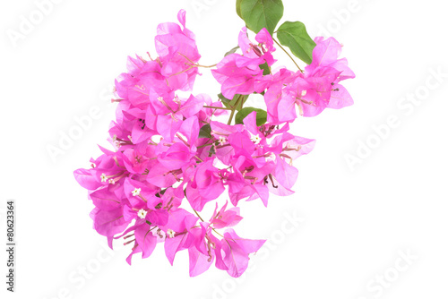 bright Bougainvillea flowers isolated on white background