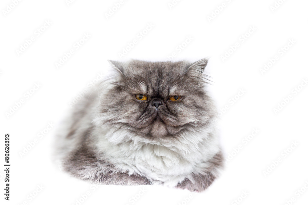 Persian cat  in front of white background