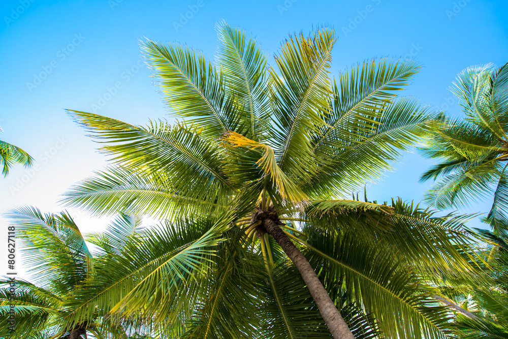 Fototapeta premium Tropical white sand beach with palm trees