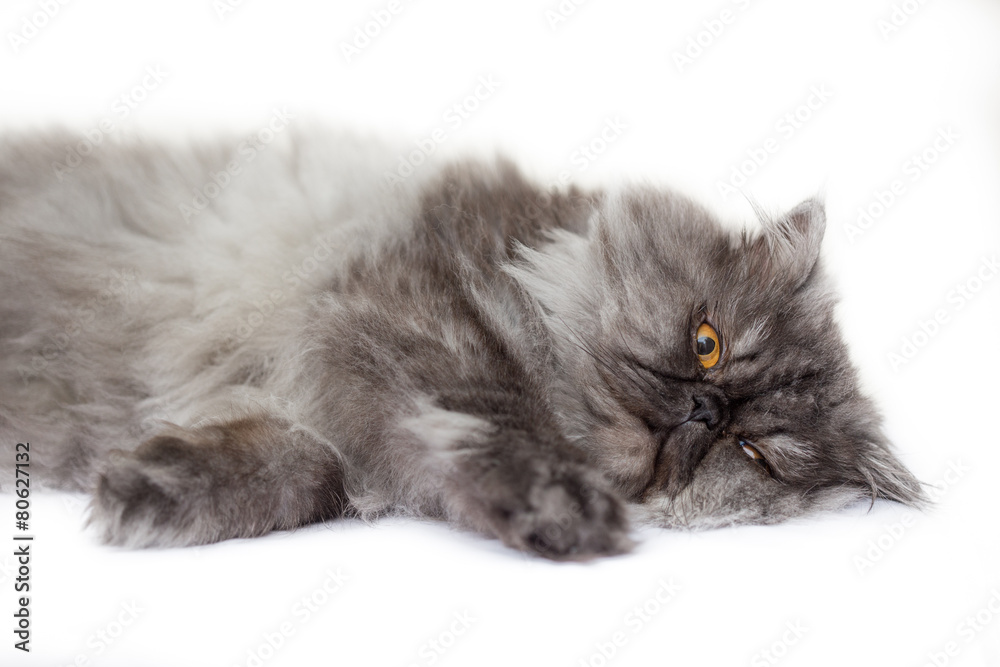 Persian cat  in front of white background