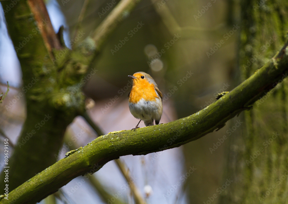 European robin sitting on a branch European robin sitting on a branch