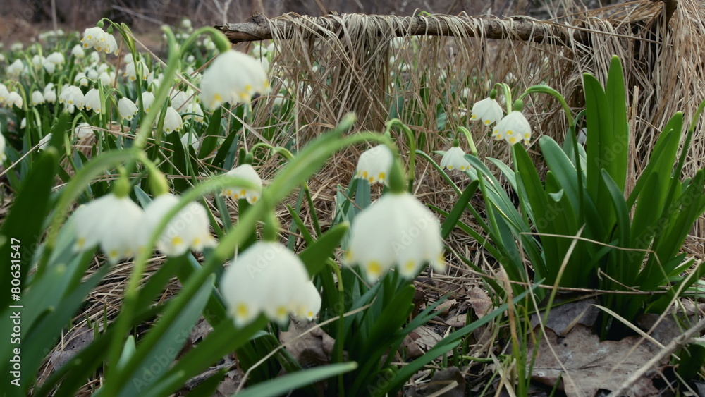 Spring snowdrop flowers in the forest Spring snowdrop flowers in the forest