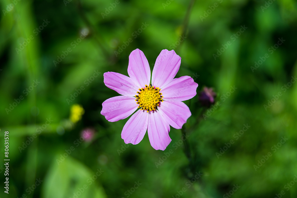Obraz premium cosmos flower