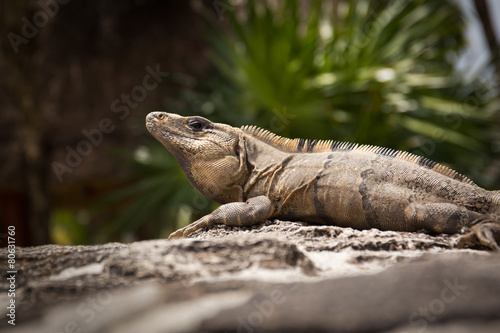 Mexican Iguana