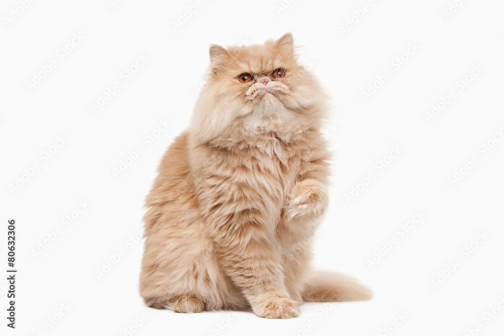 Fototapeta premium Kot. Czerwony kot perski na białym tle