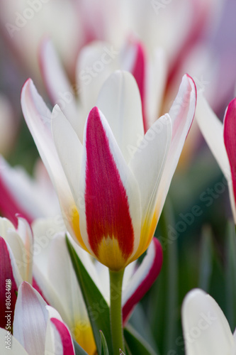 Tulpenfreude im Frühling photo