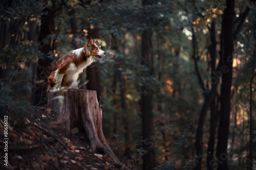 Canvas-taulu Proud border collie dog