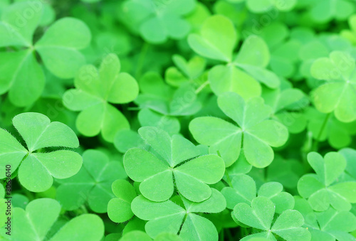 Clover background © Swapan