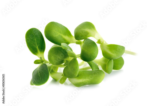 sunflower sprout isolated on white background