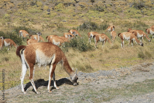 Guanakos im Nationalpark Torres del Paine (Chile)