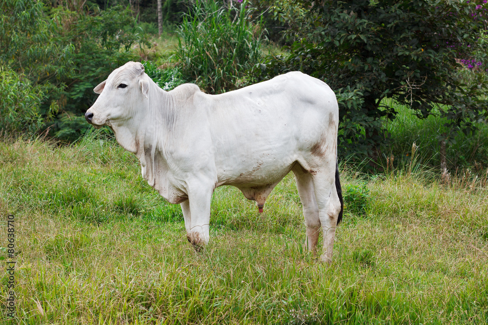 Nellore - brazilian beef cattle bull in field Nellore - brazilian beef cattle bull in field