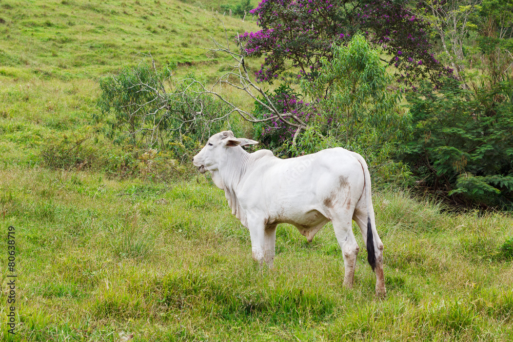 Obraz premium Nellore - brazilian beef cattle in mountains, white bul