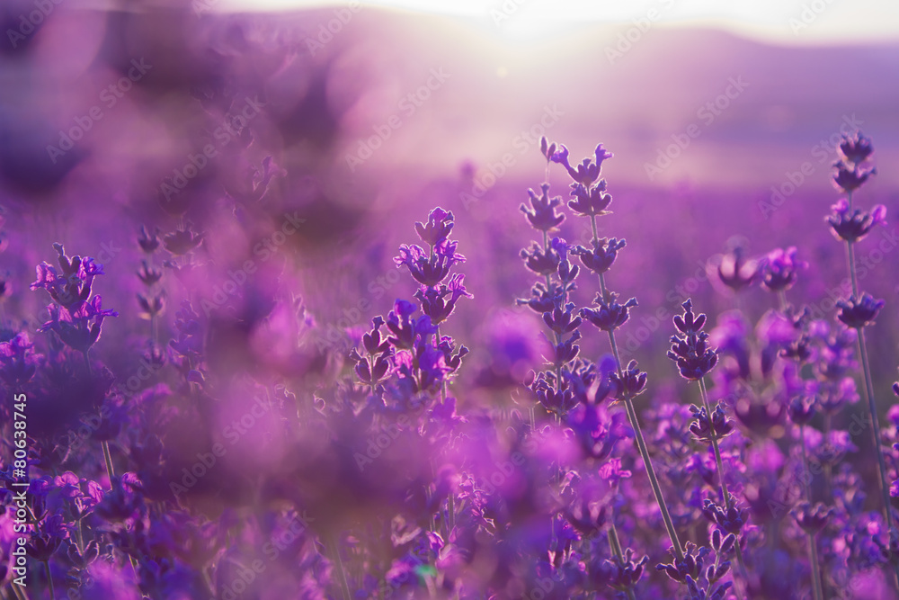 Naklejka premium blurred summer background of lavender flowers