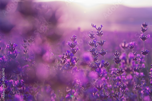 blurred summer background of lavender flowers