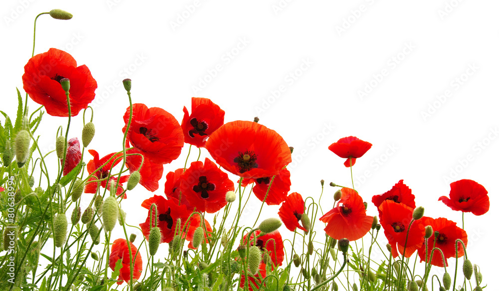 Obraz premium Czerwony mak