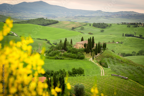 Tuscany, landscape and farmhouse in italy, yellow flowers