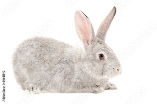 Gray bunny