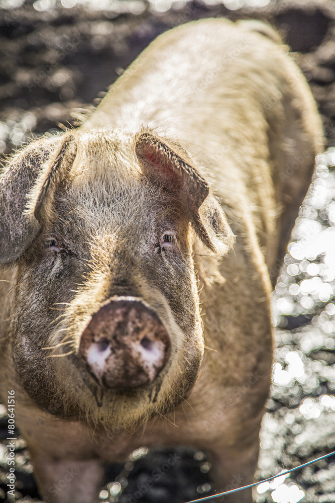 Pig facing Camera Pig facing Camera