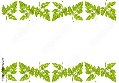 blank for congratulations from the green branches