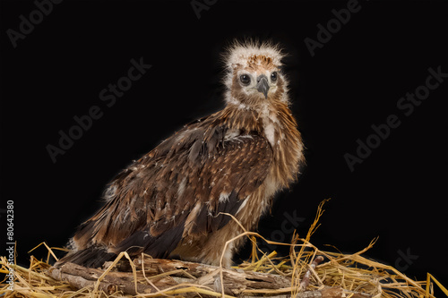Young Brahminy Kite   Red-backed Sea-eagle in the nest