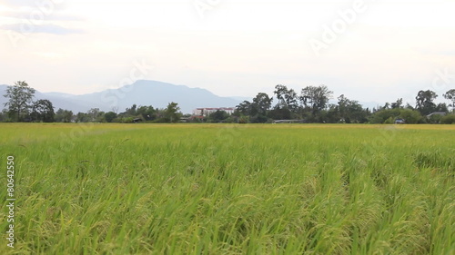 field and blue sky