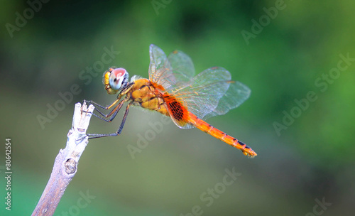 Dragonfly on a twigs