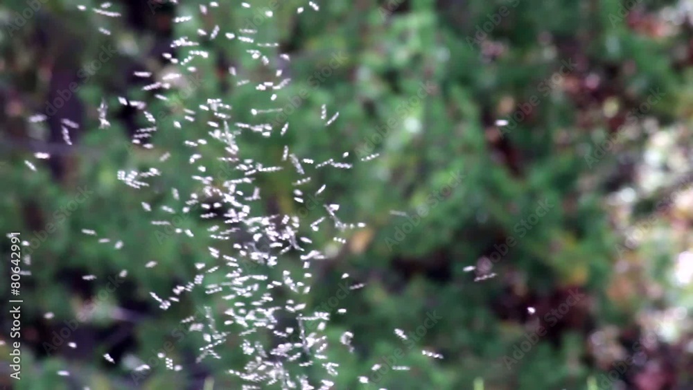 Enjambre de mosquitas zumbando en el parque.